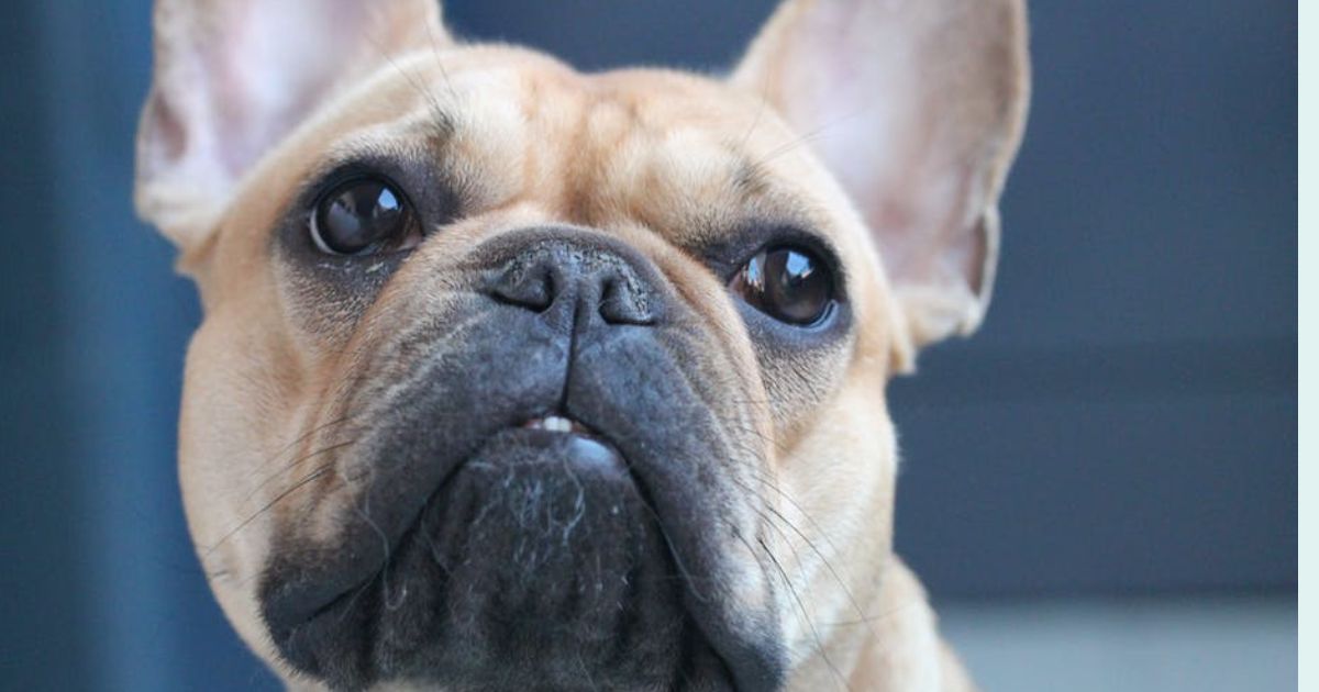 12 Quiet Dog Breeds That Rarely Bark in Apartments 1 12 Quiet Dog Breeds That Rarely Bark in Apartments