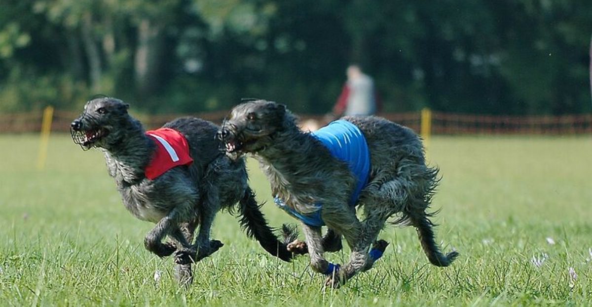 13 Dog Breeds That Inspired Local Myths And Ghost Stories 1 13 Dog Breeds That Inspired Local Myths And Ghost Stories
