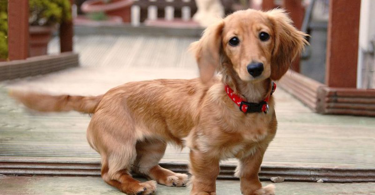 13 Dog Breeds That Often Struggle With Anal Gland Issues (And What Owners Miss) 1 13 Dog Breeds That Often Struggle With Anal Gland Issues And What Owners Miss