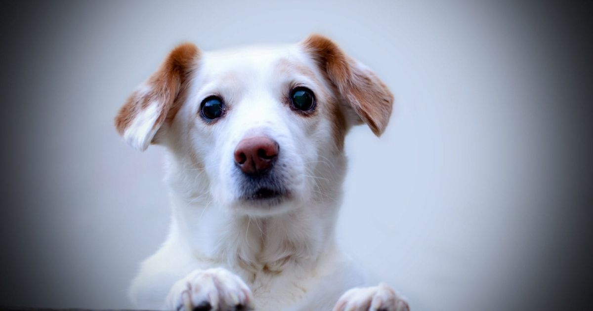 14 Best Watchdog Breeds for People Who Want a Dog That Alerts Fast 1 14 Best Watchdog Breeds for People Who Want a Dog That Alerts Fast