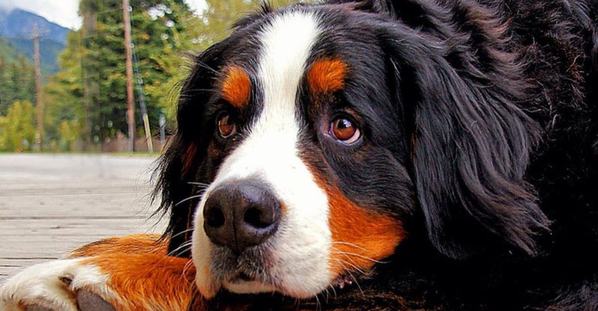 14 Dog Breeds That Are Incredibly Gentle With Cats (When Introduced Correctly) 1 14 Dog Breeds That Are Incredibly Gentle With Cats When Introduced Correctly