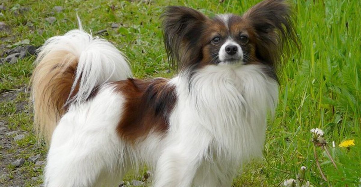 14 Dog Breeds That Can Turn a Bad Day Around With Just One Look 1 14 Dog Breeds That Can Turn a Bad Day Around With Just One Look