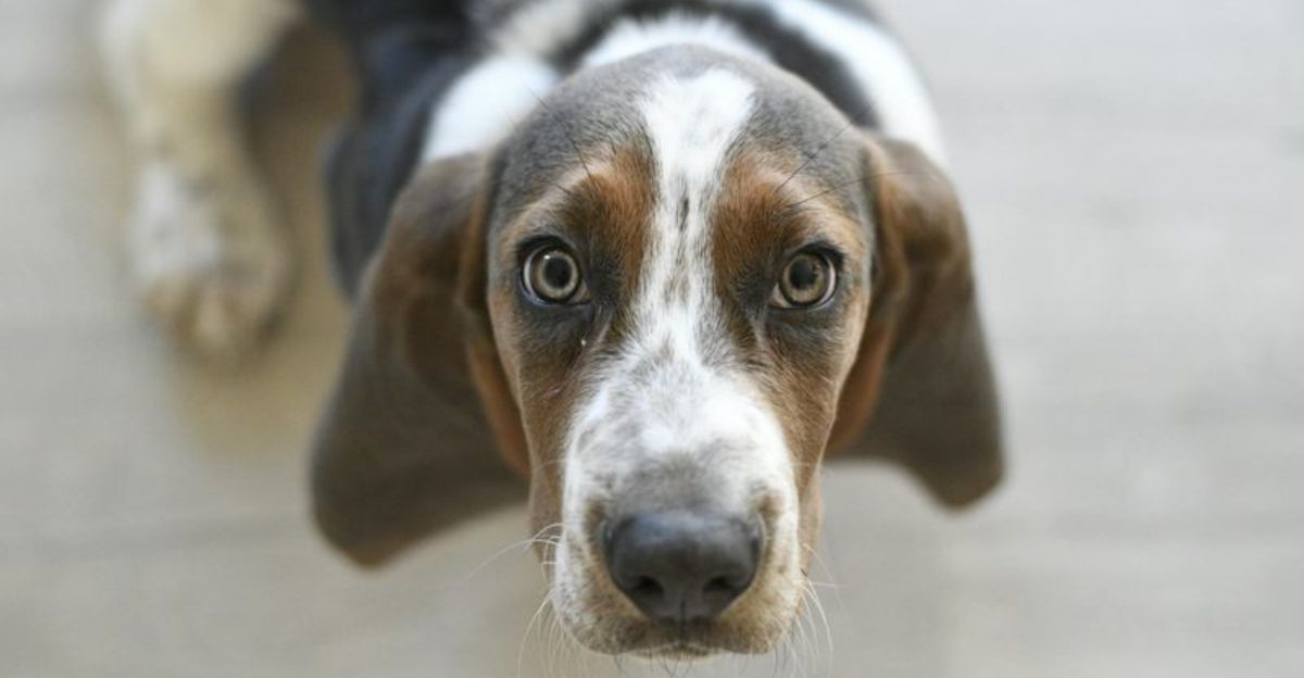 14 Dog Breeds That Stay Steady and Calm Even When Everything Around Them Isn’t 1 14 Dog Breeds That Stay Steady and Calm Even When Everything Around Them Isnt