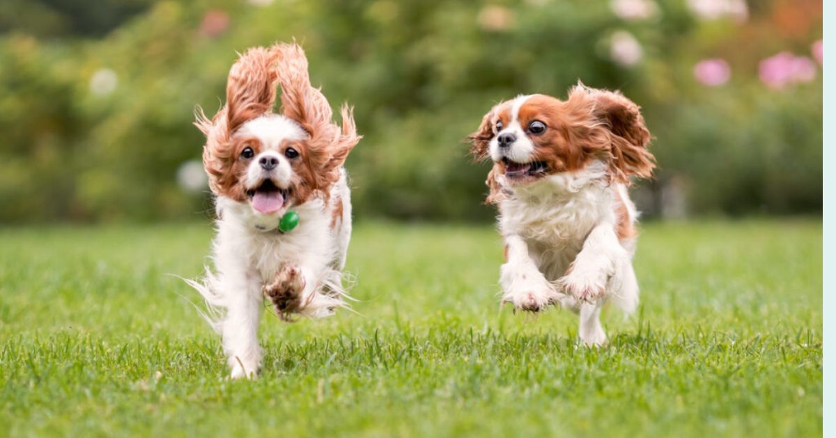 15 Affectionate Dog Breeds That Always Want to Be Near You 1 15 Affectionate Dog Breeds That Always Want to Be Near You 1