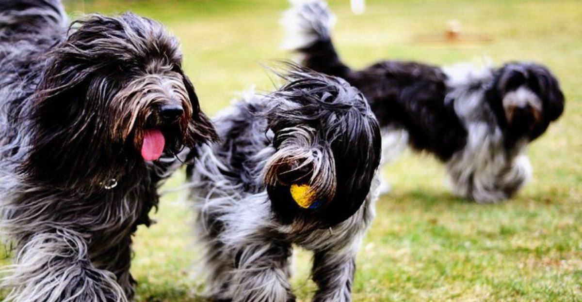 15 Breeds Most Likely To Lick, Nudge Or Paw You When Something Feels “Off” 1 15 Breeds Most Likely To Lick Nudge Or Paw You When Something Feels Off