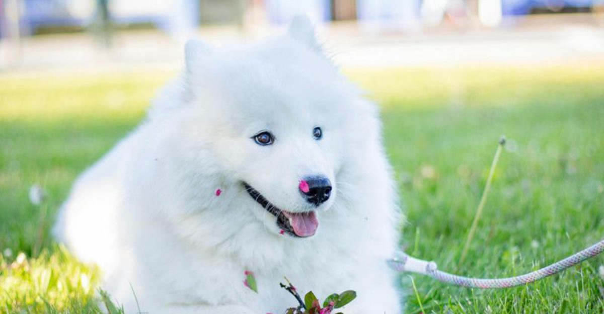 16 Dog Breeds That Look Adorable but Are Surprisingly High-Maintenance 1 16 Dog Breeds That Look Adorable but Are Surprisingly High Maintenance