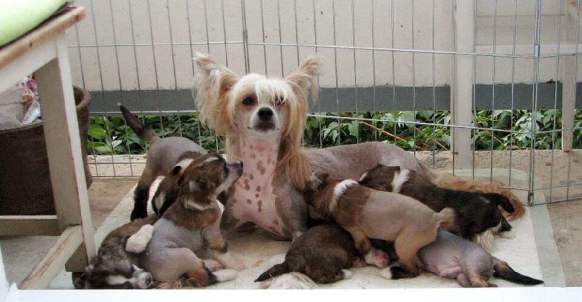 16 Dog Breeds That Love Being Wrapped Up Like Burritos (And Why It Calms Them) 1 16 Dog Breeds That Love Being Wrapped Up Like Burritos And Why It Calms Them