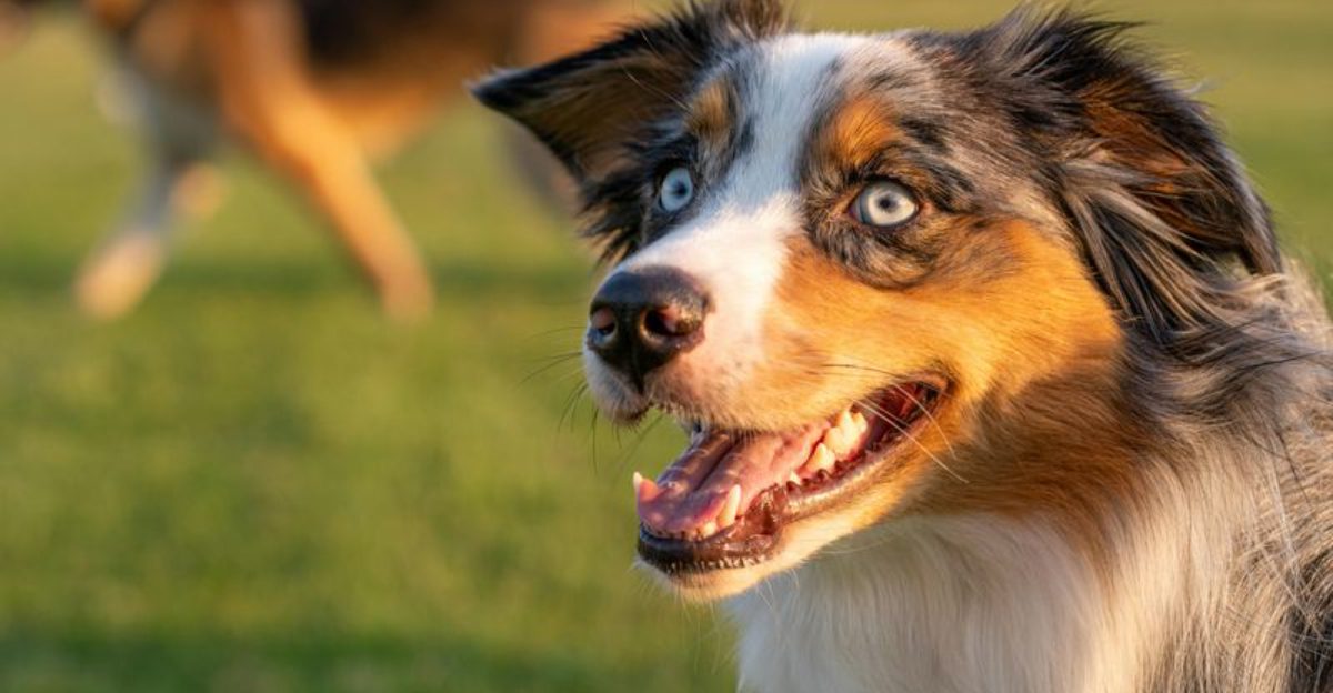 16 Dog Breeds That Respond Better When Commands Are Given Once - Why the One-Ask Rule Works 1 16 Dog Breeds That Respond Better When Commands Are Given Once Why the One Ask Rule Works