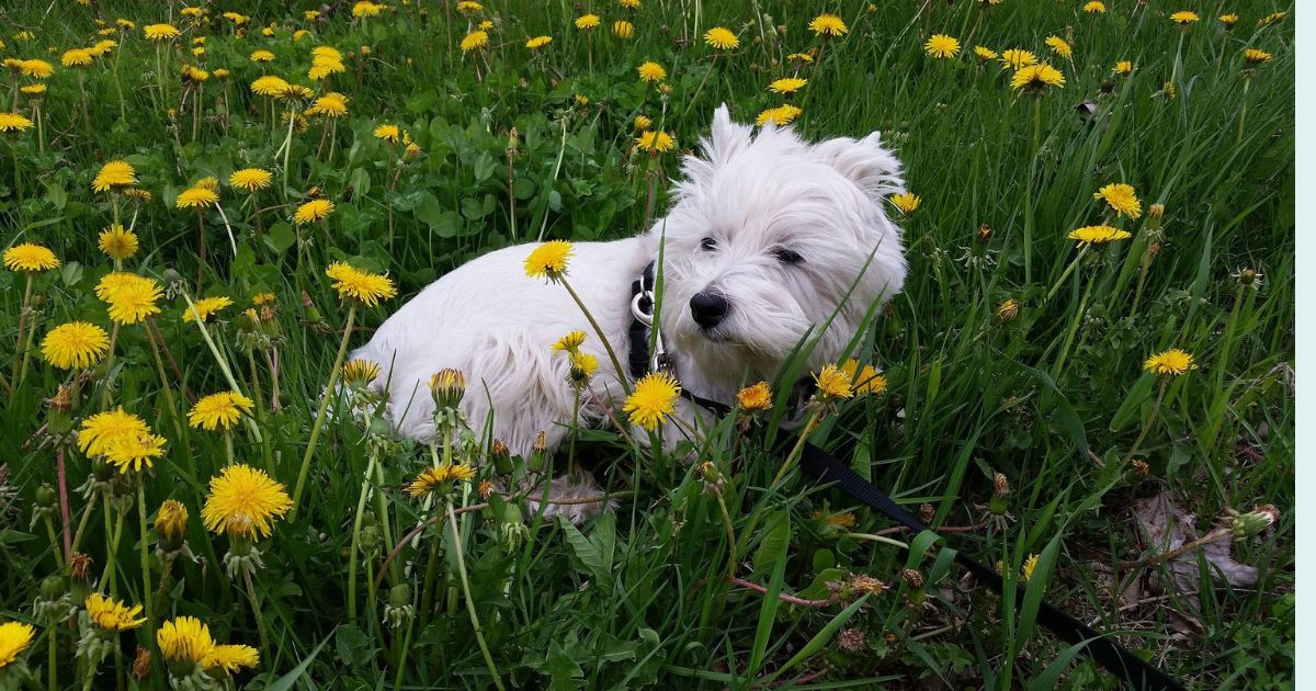 18 Best Companion Dog Breeds for People Who Live Alone 1 18 Best Companion Dog Breeds for People Who Live Alone 1