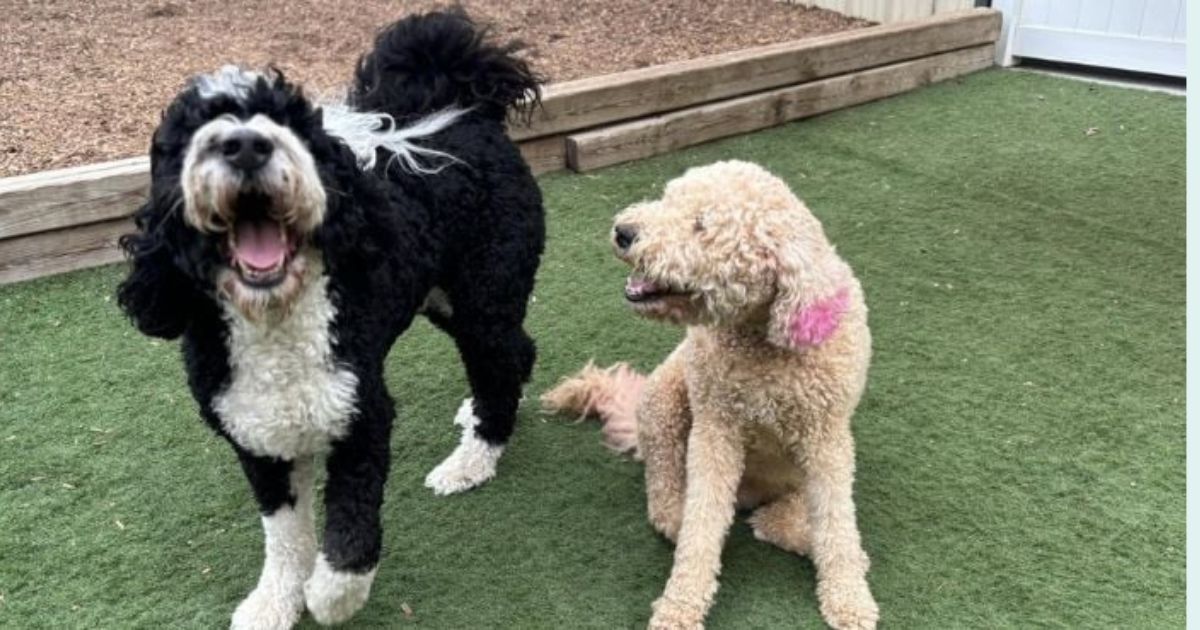 18 Best Dog Breeds for First-Time Owners Who Want a Smooth Start 1 18 Best Dog Breeds for First Time Owners Who Want a Smooth Start 1