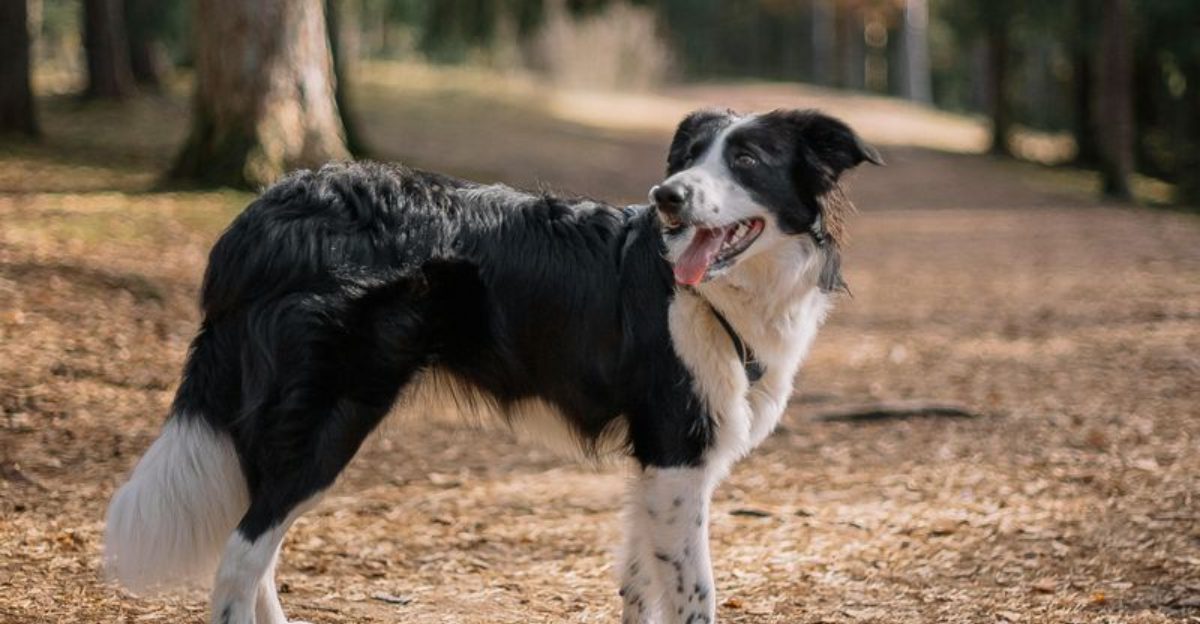 Ancient Working Roots Still Show Today - 14 Breeds That Haven’t Lost Their Original Instincts 1 Ancient Working Roots Still Show Today 14 Breeds That Havent Lost Their Original Instincts