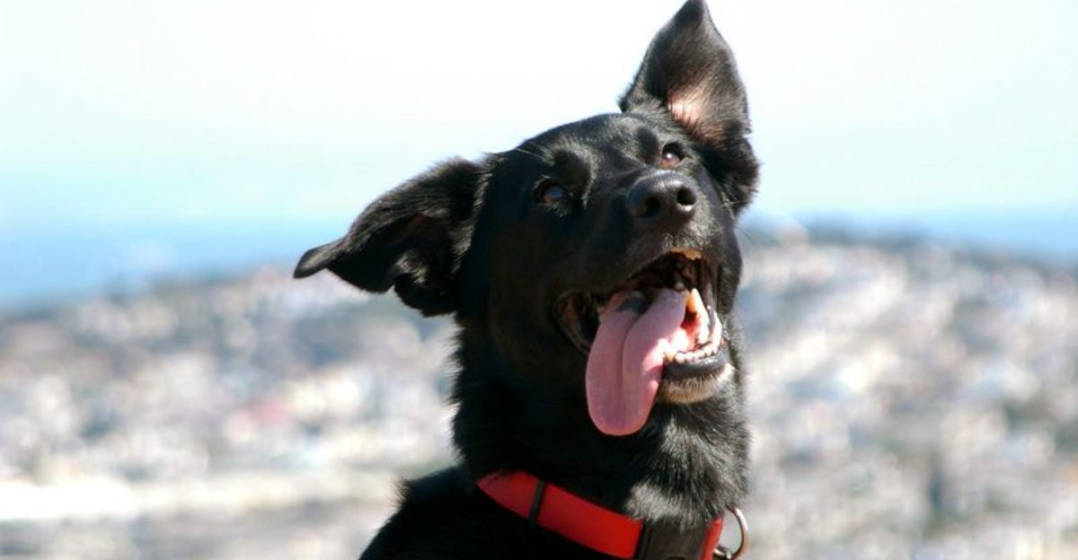 Dog Name Trends Are Shifting Fast - 15 Picks Owners Keep Repeating (and Why) 1 Dog Name Trends Are Shifting Fast 15 Picks Owners Keep Repeating and Why