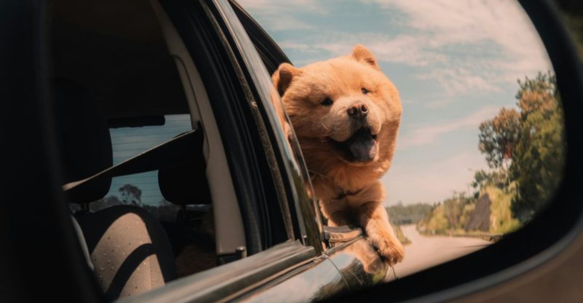 If You Love Quiet Confidence - 14 Breeds That Rarely Need to Prove Anything 1 If You Love Quiet Confidence 14 Breeds That Rarely Need to Prove Anything