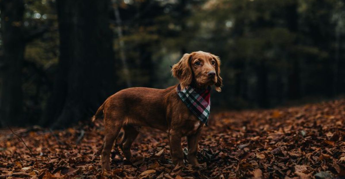 Long Back, Short Legs? 11 Breeds Where Spine-Friendly Habits Matter Most 1 Long Back Short Legs 11 Breeds Where Spine Friendly Habits Matter Most