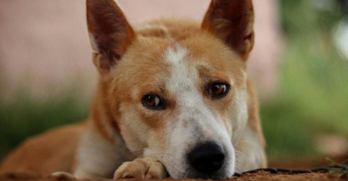 Popularity Charts Don’t Tell the Full Story - 13 Breeds Quietly Gaining Fans 1 Popularity Charts Dont Tell the Full Story 13 Breeds Quietly Gaining Fans