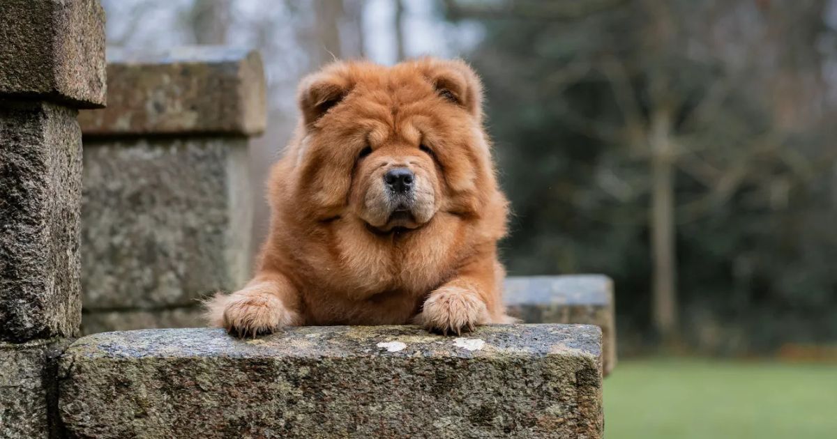 “Quiet Luxury” Pets Are a Thing Now - 11 Breeds People Pick for a Calm, High-End Home Vibe 1 Quiet Luxury Pets Are a Thing Now 11 Breeds People Pick for a Calm High End Home Vibe