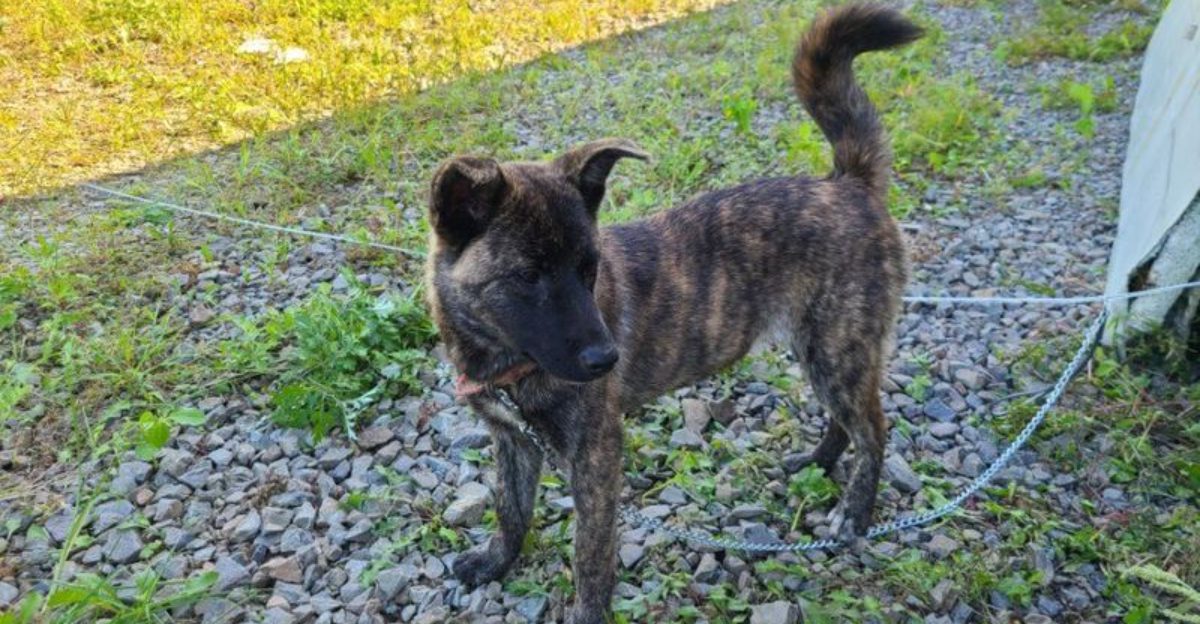 Rare Doesn’t Mean Fragile - 11 Lesser-Known Breeds That Are Surprisingly Tough 1 Rare Doesnt Mean Fragile 11 Lesser Known Breeds That Are Surprisingly Tough