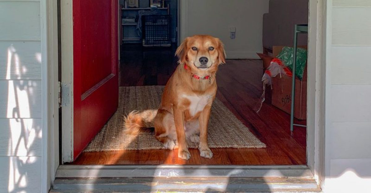 Stop the Jumping: 12 Mistakes That Turn Sweet Dogs Into Guest-Attacking Kangaroos 1 Stop the Jumping 12 Mistakes That Turn Sweet Dogs Into Guest Attacking Kangaroos