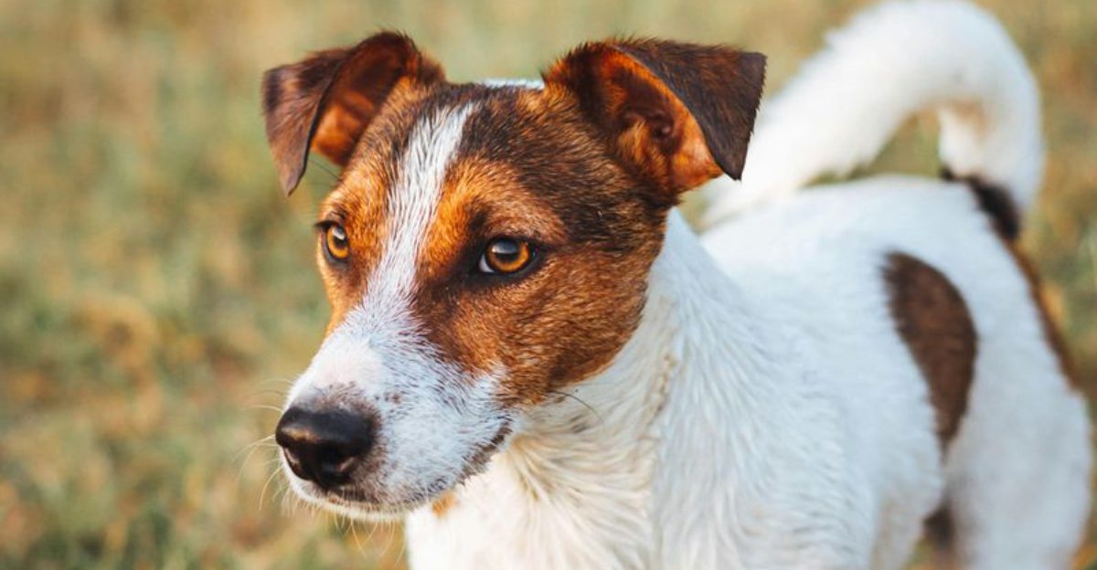 The “Easy Dog” Myth - 14 Dog Breeds That Fool New Owners Fast 1 The Easy Dog Myth 14 Dog Breeds That Fool New Owners Fast