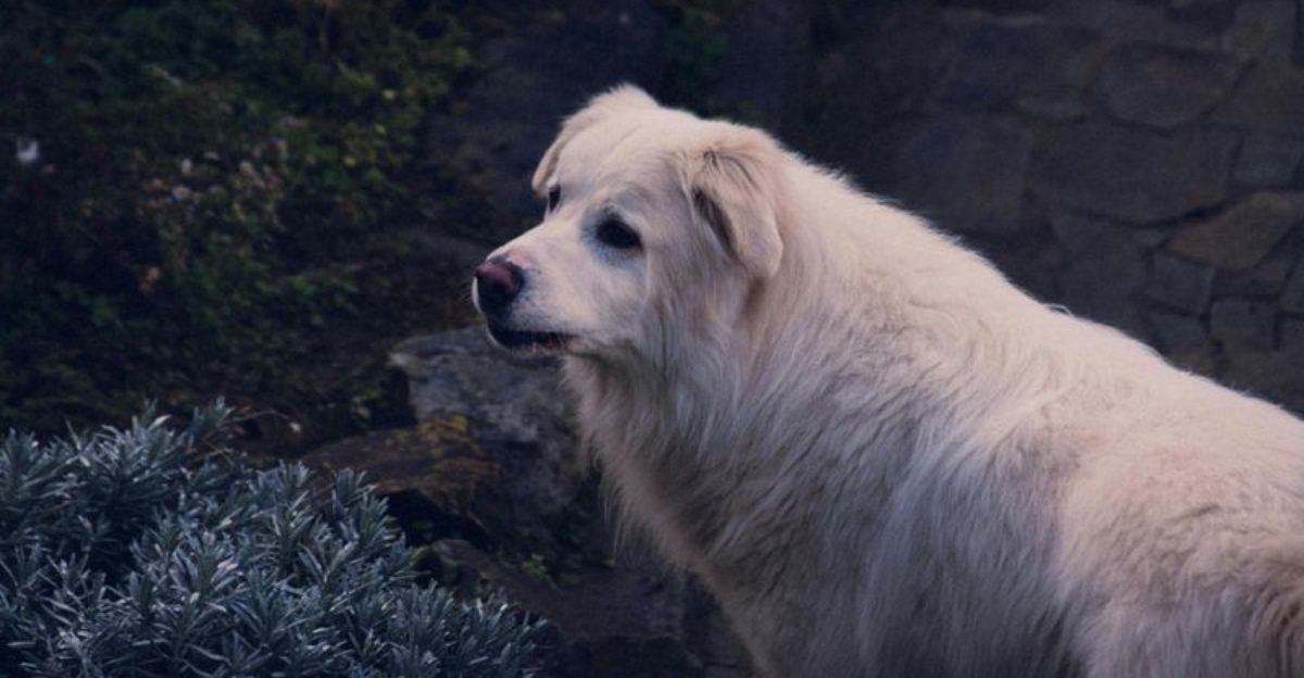 The Real Difference Between Guarding and Territorial Stress - 10 Guardian Breeds Owners Must Understand 1 The Real Difference Between Guarding and Territorial Stress 10 Guardian Breeds Owners Must Understand