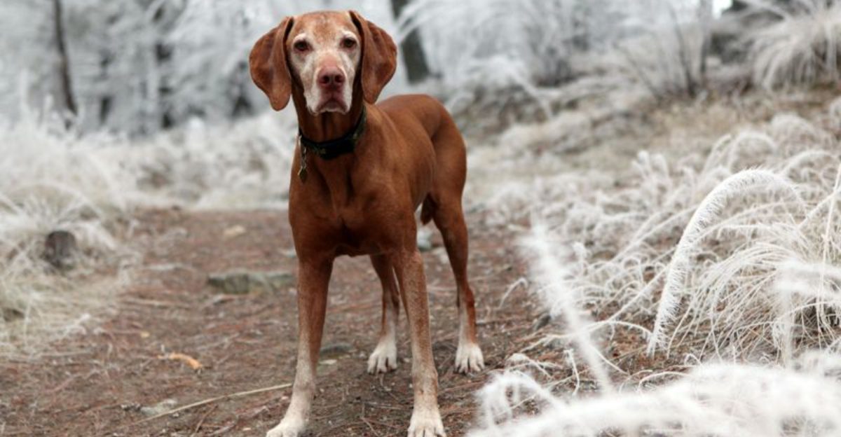 These Dog Breeds Are Showing Surprising Adaptability to Climate Change 1 These Dog Breeds Are Showing Surprising Adaptability to Climate Change