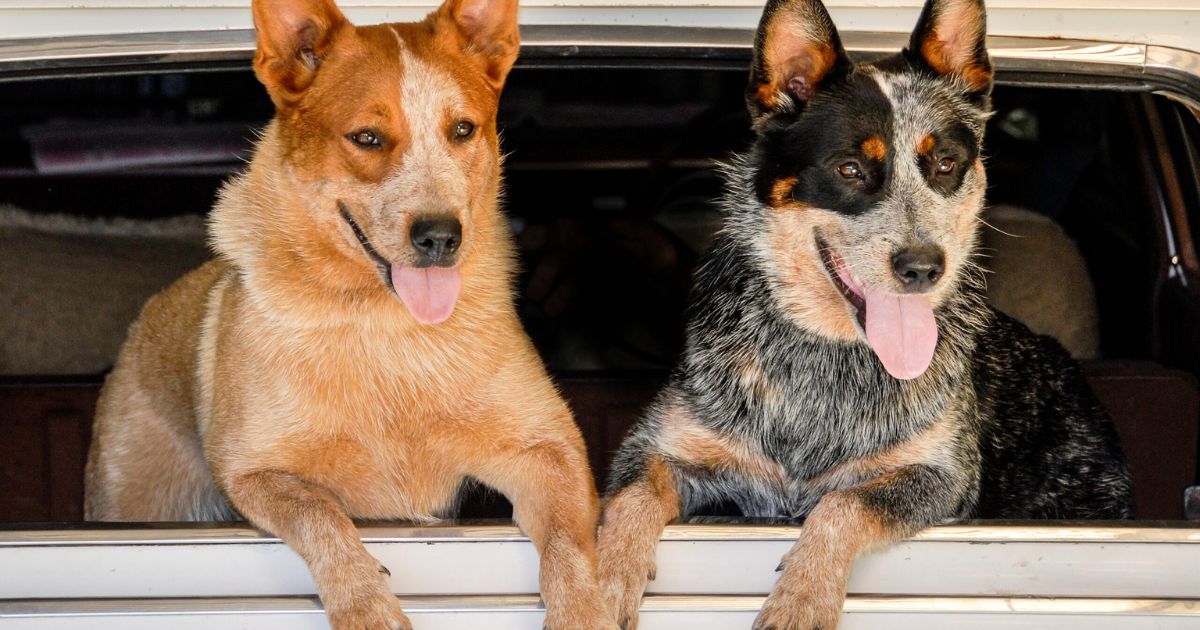 Veterans Say These Dogs Handle Change Better Than Most - 10 Resilient Breeds 1 Veterans Say These Dogs Handle Change Better Than Most 10 Resilient Breeds 1