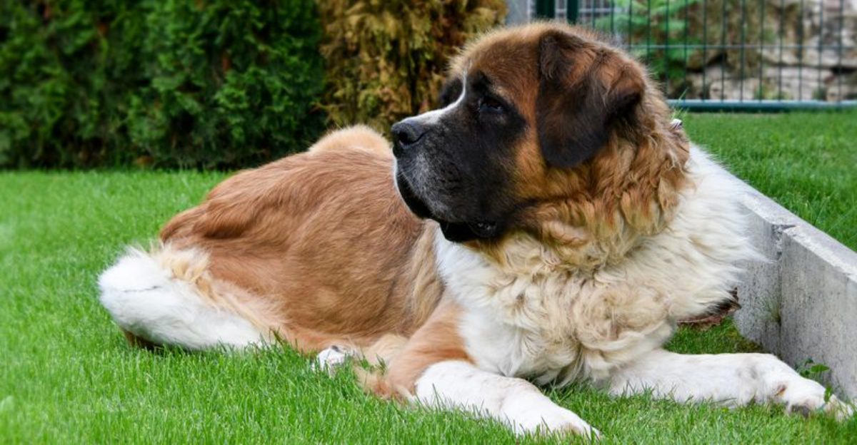 Want a Breed With a Clear Personality - 11 Dogs That Are Famous for One Defining Trait 1 Want a Breed With a Clear Personality 11 Dogs That Are Famous for One Defining Trait