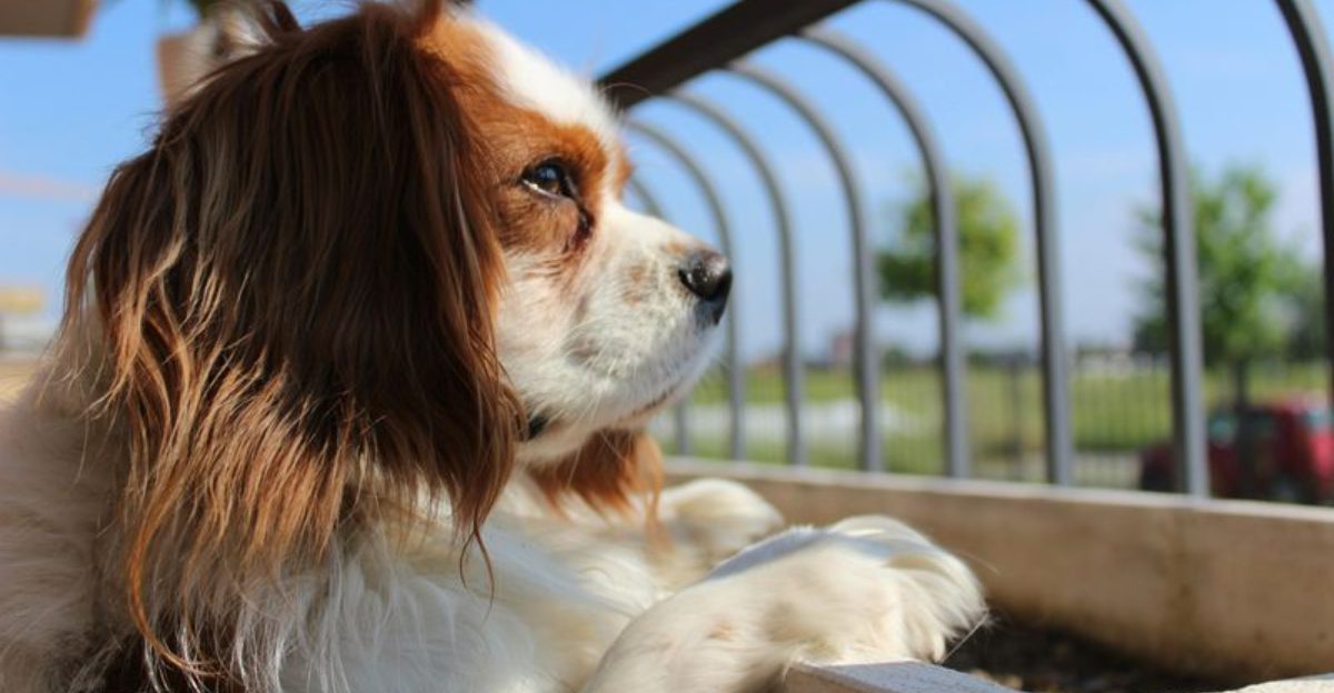 “Dog Breath” Posts Are Going Viral Again - 10 Breeds Owners Say Need Dental Routines Early 1 Dog Breath Posts Are Going Viral Again 10 Breeds Owners Say Need Dental Routines Early