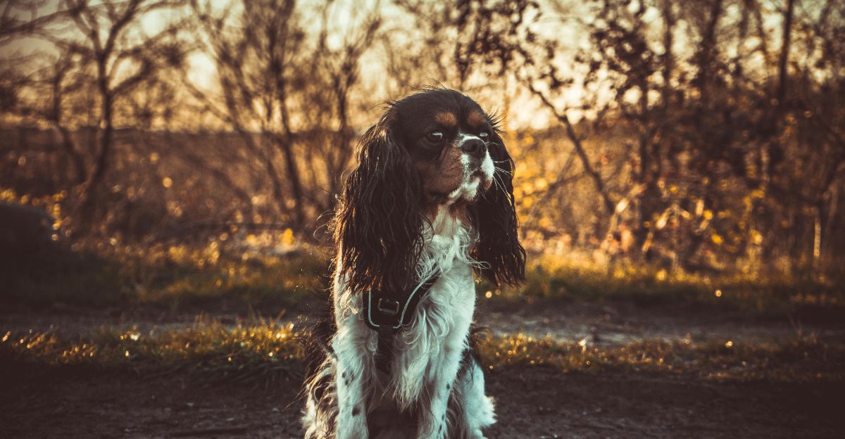 Everyone Says “Easy Dog” - Here Are 10 Breeds That Are Easy Only If You Do Your Part 1 Everyone Says Easy Dog Here Are 10 Breeds That Are Easy Only If You Do Your Part