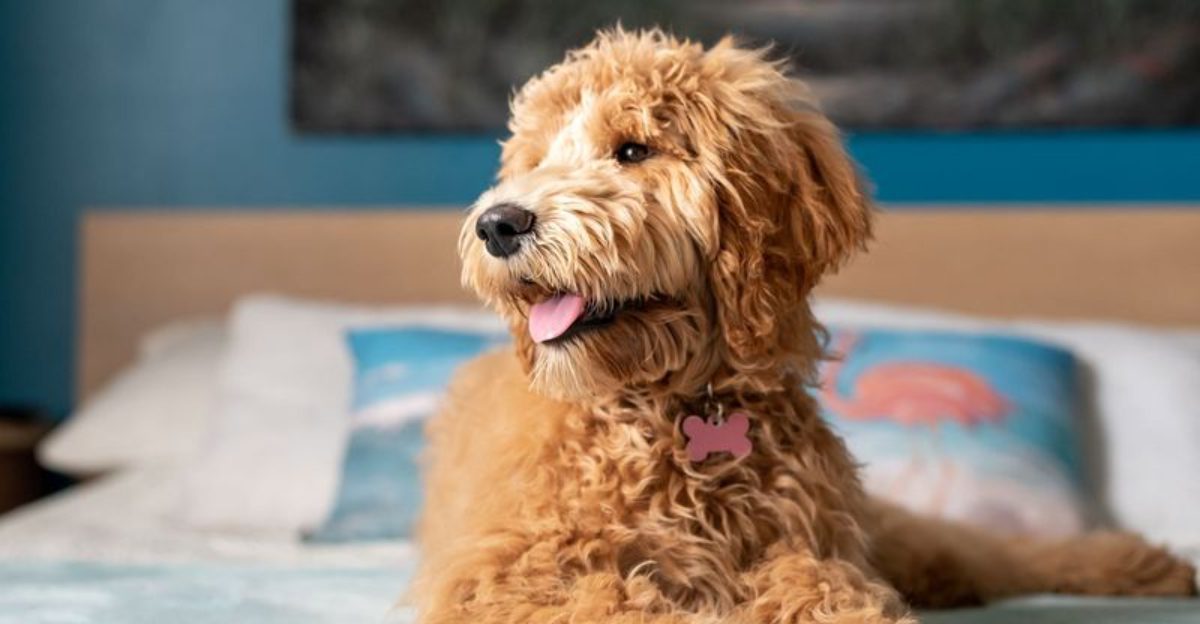 Many “Behavior Problems” Start Here - 10 Daily Mistakes Owners Don’t Notice 1 Many Behavior Problems Start Here 10 Daily Mistakes Owners Dont Notice