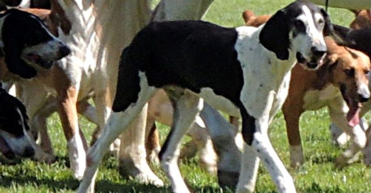 Rare Sporting Dogs Hunters Are Quietly Bringing Back 1 Rare Sporting Dogs Hunters Are Quietly Bringing Back