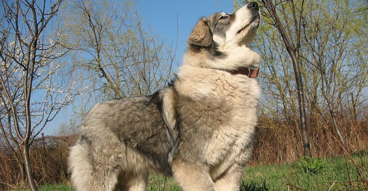Search Data Is Pointing to These 10 Rare Dog Breeds Curious Owners Are Discovering 1 Search Data Is Pointing to These 10 Rare Dog Breeds Curious Owners Are Discovering