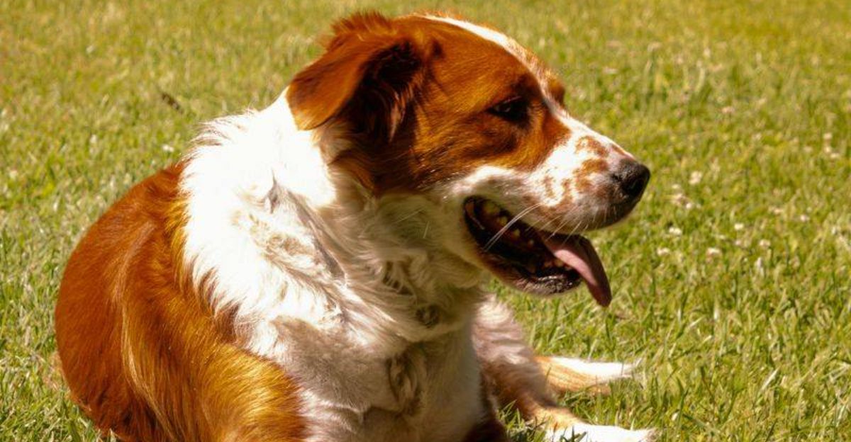 Search Data Shows These 10 Dog Breeds Are Being Saved More Than Ever 1 Search Data Shows These 10 Dog Breeds Are Being Saved More Than Ever