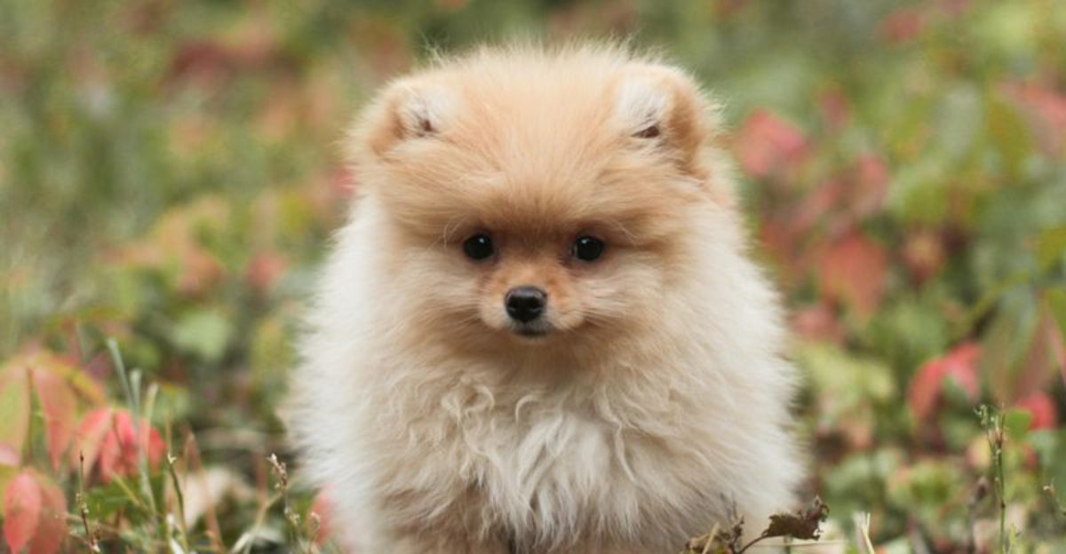 Soft, Plush, and Impossible to Ignore - 18 Dog Breeds That Instantly Draw Attention 1 Soft Plush and Impossible to Ignore 18 Dog Breeds That Instantly Draw Attention