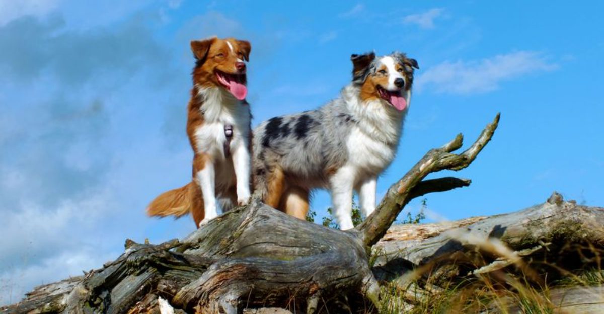 The “Older Rescue” Wave Is Real - 10 Breeds People Adopt as Adults Most Often 1 The Older Rescue Wave Is Real 10 Breeds People Adopt as Adults Most Often