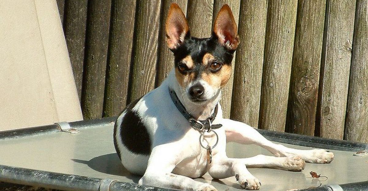 The Xylitol Panic Is Trending Again - 10 Breeds Vets Say Get Into “Sugar-Free” Stuff Fast 1 The Xylitol Panic Is Trending Again 10 Breeds Vets Say Get Into Sugar Free Stuff Fast