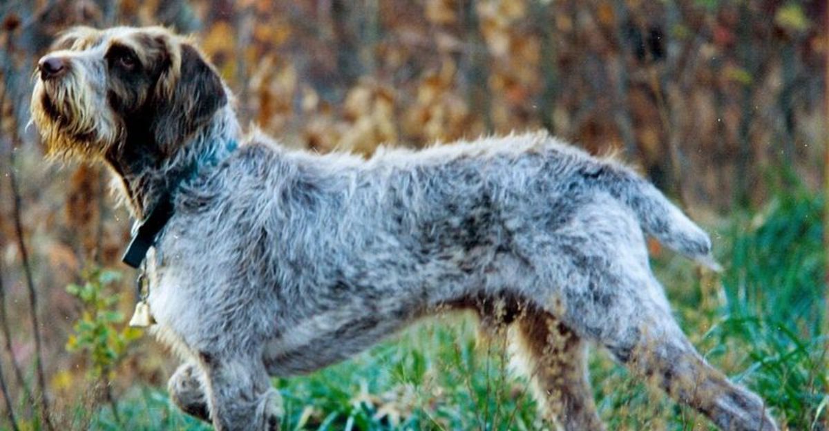 These 11 Dog Breeds Are Being Noticed for Their Natural Calm Presence 1 These 11 Dog Breeds Are Being Noticed for Their Natural Calm Presence