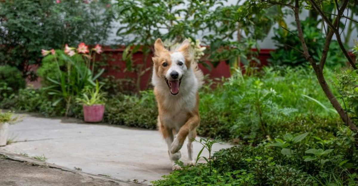 These 14 Dog Breeds Are Built for Real-World Life - See Which Matches You 1 These 14 Dog Breeds Are Built for Real World Life See Which Matches You