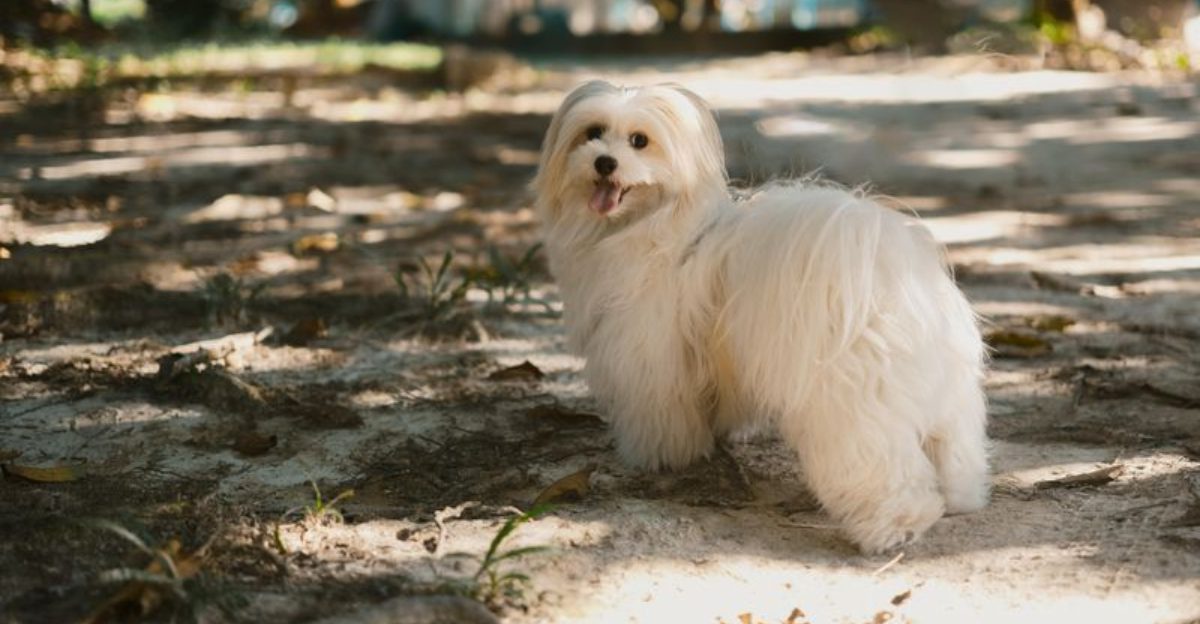 11 dog breeds that older owners say are the easiest companions long term 1 11 dog breeds that older owners say are the easiest companions long term