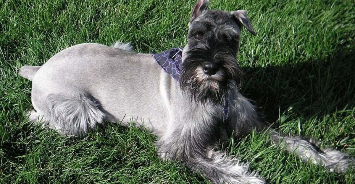 12 dog breeds that become protective the moment your routine feels off 1 12 dog breeds that become protective the moment your routine feels off