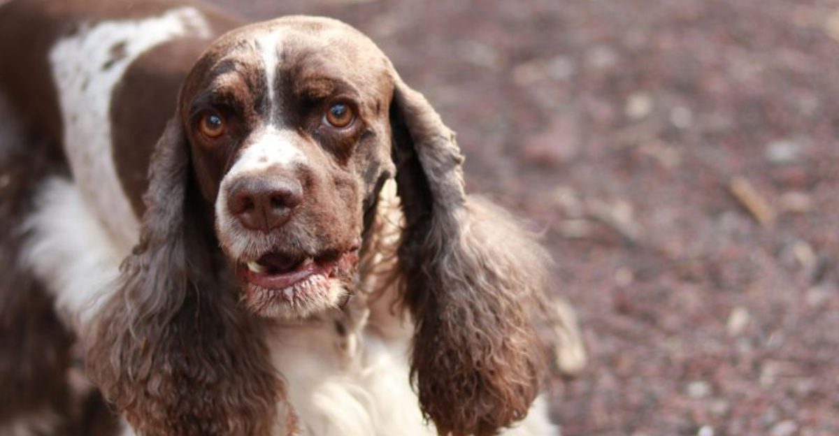 13 dogs that make rainy days feel less miserable 1 13 Dogs That Make Rainy Days Feel Less Miserable