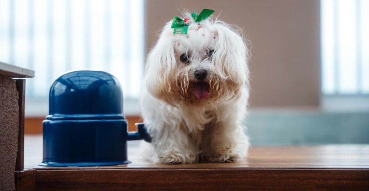 13 dogs that act like rain is a personal attack 1 13 dogs that act like rain is a personal attack