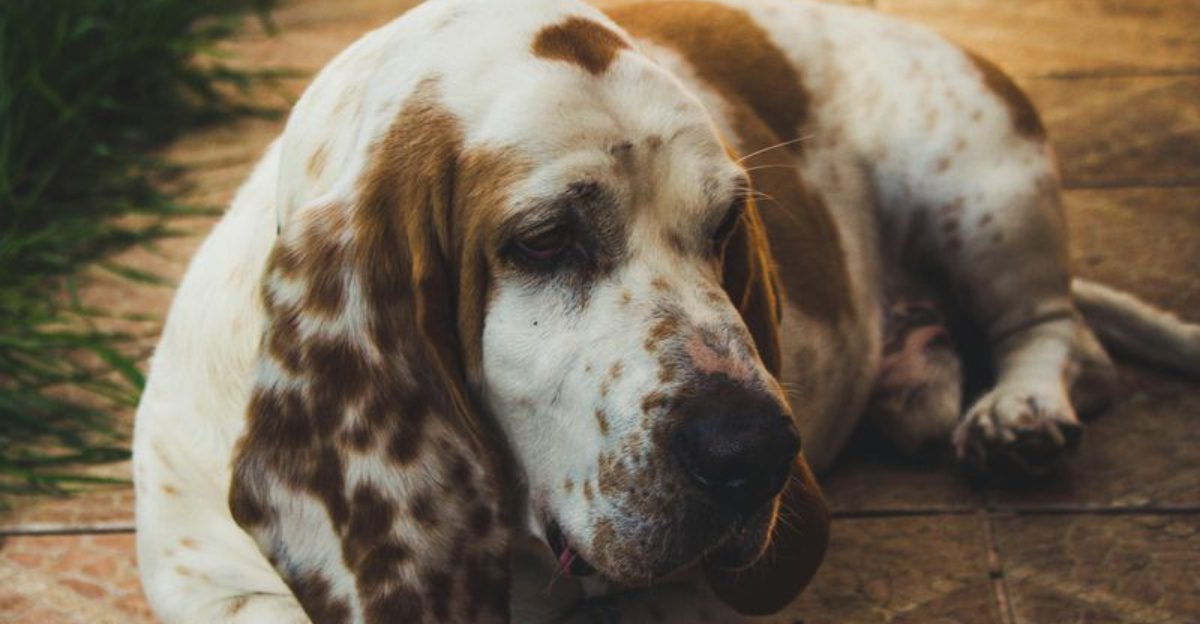 13 dogs that switch personalities when a second dog moves in 1 13 dogs that switch personalities when a second dog moves in