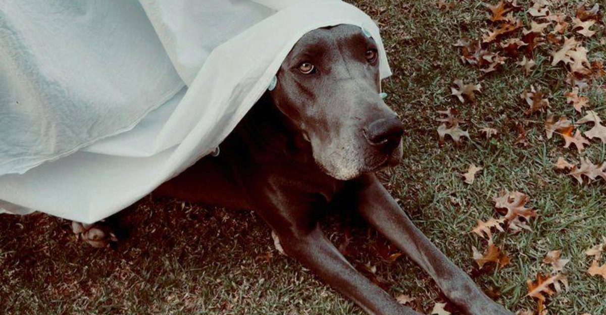 14 Easy Dog Tricks That Are Fun for Both of You 1 14 Easy Dog Tricks That Are Fun for Both of You