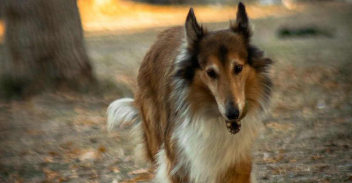 14 dog breeds that feel responsible for protecting your emotional state 1 14 dog breeds that feel responsible for protecting your emotional state