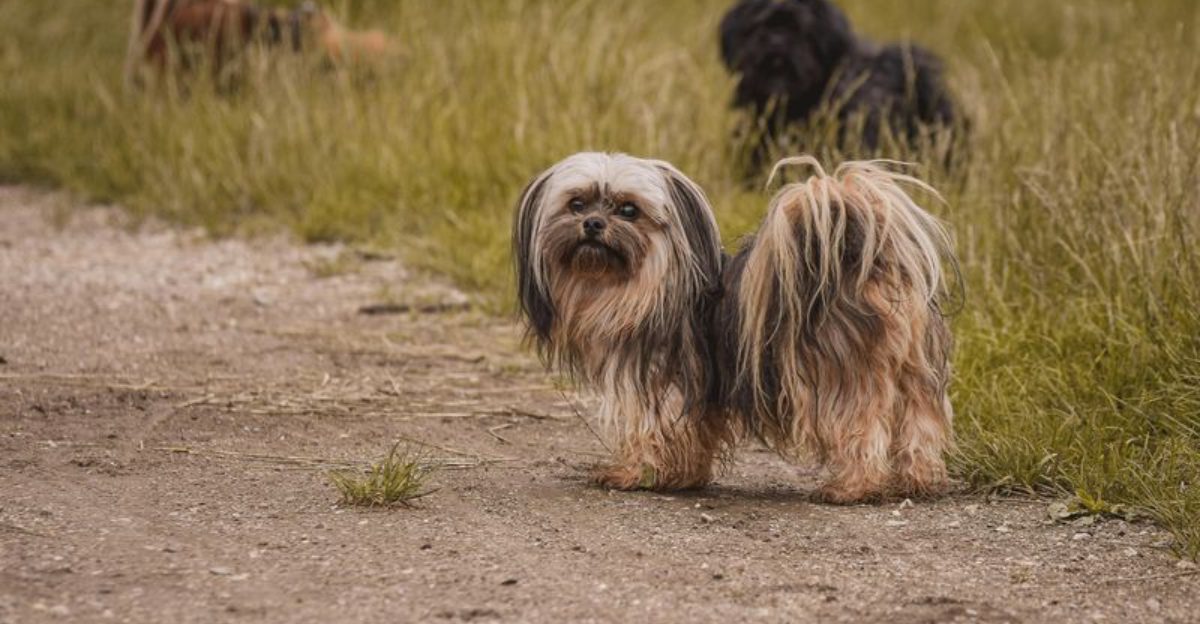 14 dog breeds that seem independent but panic when you leave 1 14 dog breeds that seem independent but panic when you leave