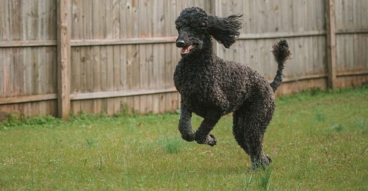 18 dog breeds that quietly compete for your attention every day 1 18 dog breeds that quietly compete for your attention every day