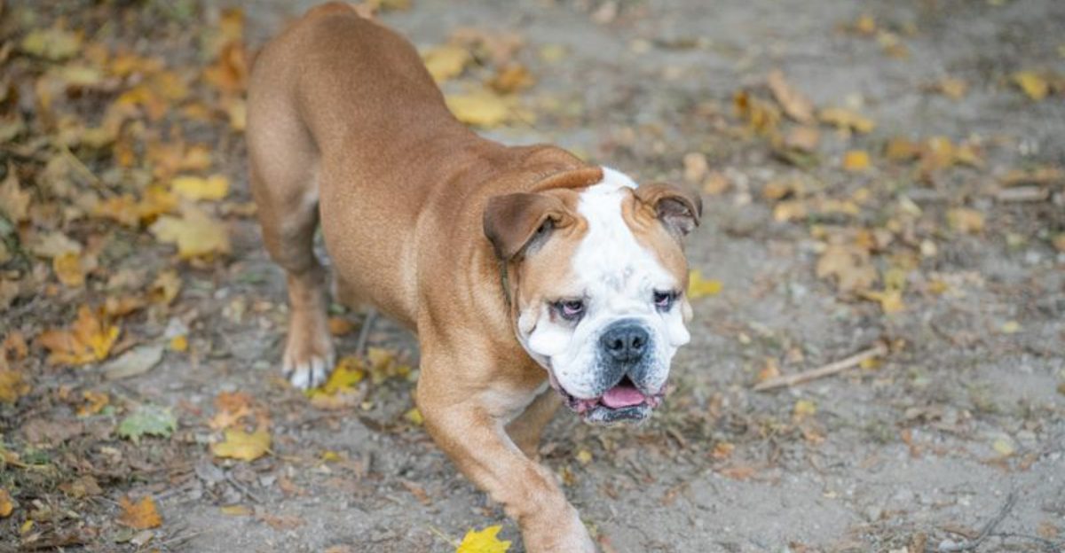 22 Small and Large Dog Breeds That Handle Being Home Alone Well 1 22 Small and Large Dog Breeds That Handle Being Home Alone Well