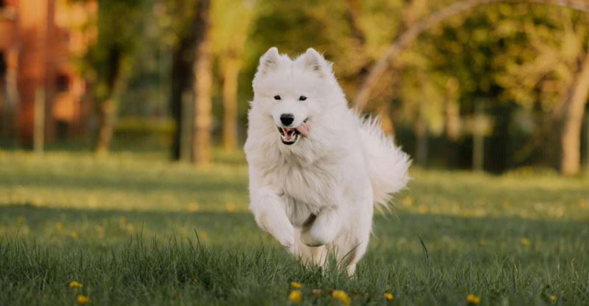 Neutering Backlash Threads Are Heating Up – 12 Breeds Owners Say Changed After Surgery 1 Neutering Backlash Threads Are Heating Up – 12 Breeds Owners Say Changed After Surgery