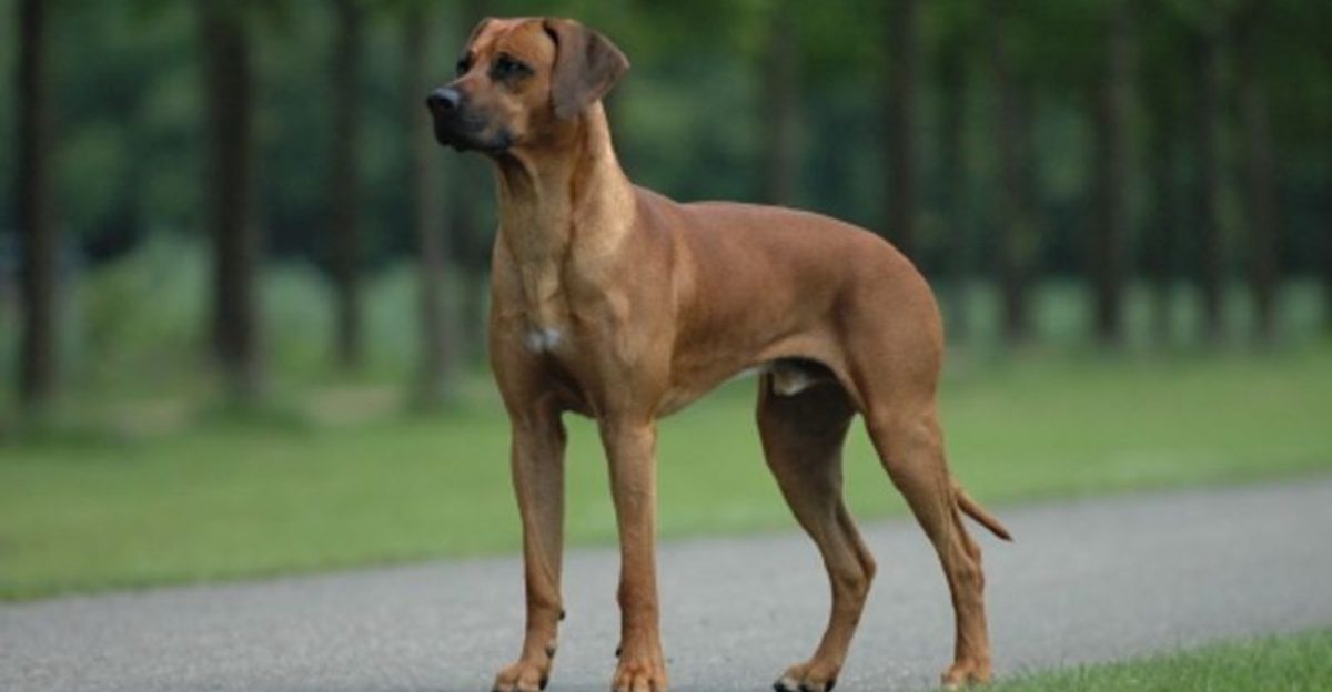 Stop calling every growl aggression posts are dividing the internet - 13 breeds mentioned most 1 Stop Calling Every Growl Aggression Posts Are Dividing The Internet – 13 Breeds Mentioned Most